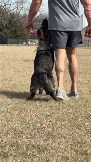 Mona heeling #protectiondog #dogtraining #gsds