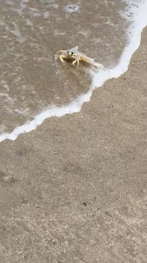 OBX Crab Rescue | Todd’s Got Game