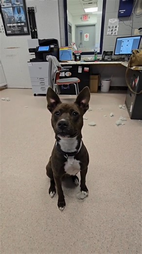 Violet's just a gurl💅 #WoodCountyOhio #HumaneSociety #DogShelter | Wood County Humane Society