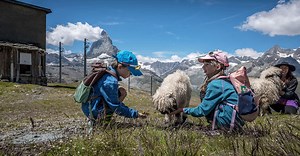 Meet the Blacknose Sheep at the Gornergrat in Zermatt