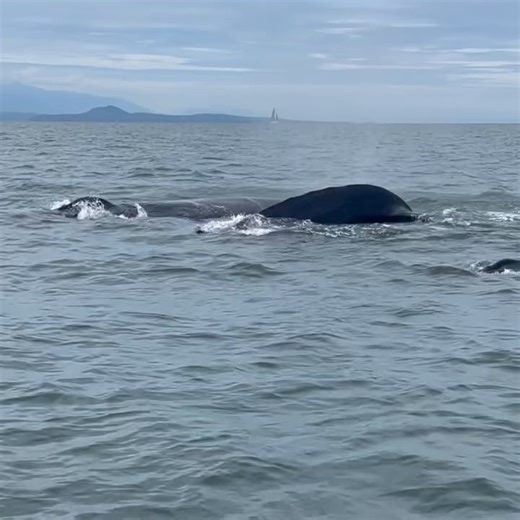 Whale, hello there. 🐋 In Nanaimo, the ocean is full of showstoppers, humpbacks, orcas, sea lions, and the occasional curious seal popping up to say hi. Whether you’re out on the water with a local tour operator or watching from the shoreline, nothing beats that heart-racing moment when a fin breaks the surface. 🌊 Pair it with salty breezes, sparkling blue water, and a backdrop of coastal mountains, and you’ve got yourself the ultimate “pinch me” kind of day. Pro tip: keep your camera close! Th