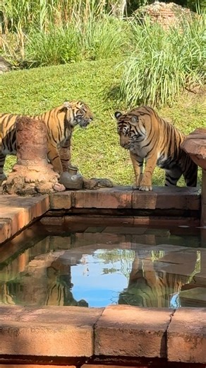 Here is a look at young tiger Bakso (left) and his mom Sohni side-by-side yesterday at Disney’s Animal Kingdom. He is approaching her size as he nears his one year birthday next week. The attendants have said that separation is around 1 1/2 (it will be when they are ready, so that isn’t a hard time frame) and there is already separation training happening. I have not seen them playing together as much in the last month or so, but they did a little yesterday. #bakso #baksotiger #tiger #disneyanim