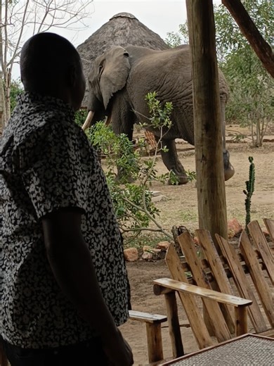 🌍 Discover the Magic of Uganda & Rwanda Safaris with Openbill Safaris Uganda! ✨🦍 Looking for a safari that blends breathtaking landscapes, rich cultures, and unforgettable wildlife encounters? Explore the heart of East Africa with our expertly crafted Uganda & Rwanda safari experiences — where adventure meets serenity. 🌄🦓 🔥 Why Choose a Uganda & Rwanda Safari? 🦍 Gorilla Trekking in Bwindi & Volcanoes National Park — come face to face with the gentle giants. 🐒 Chimpanzee Tracking in Kibale