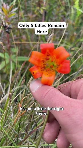 Endangered Lily Blooms - Finding One Of The Rarest Flowers In The World