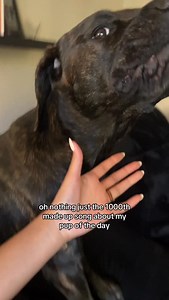 Already going on song 1001 as we speak 🤣🐶😭🎶🎤🤣 if you don’t make up songs about your puppy dog or lil kitty cat then what kind of pet parent are you!!?!? | Hi, I’m Taylin.