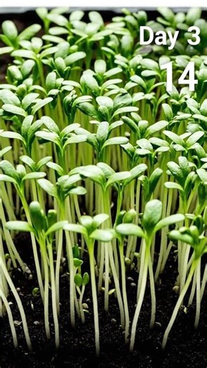 Cress time lapse from first day to 20 days | GreenMotion Studio #plantgrowth #plants
