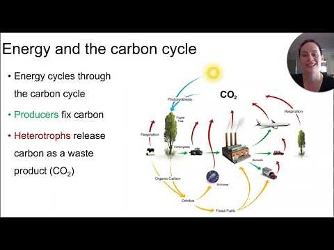 Energy in ecosystems (2023)