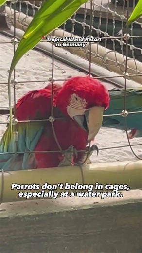 This Parrot Is Trying to Escape 💔🦜