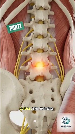 Why Does Sciatica Pain Travel From the Lower Back Down the Leg? #humanbody #sciatica