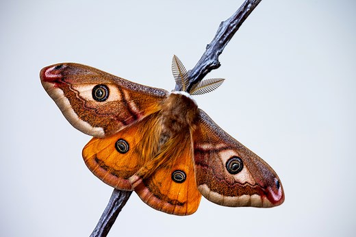 Emperor Moth