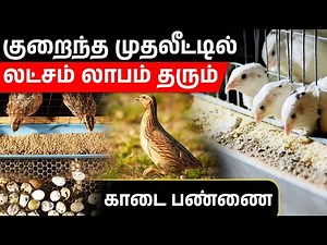 காடை பண்ணையில் இவ்வளவு லாபமா | குறைந்த முதலீட்டில் காடை பண்ணை அமைப்பு | Fabey