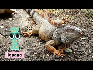 ABC Pet Animals Song | Fun Phonics for Kids | Learn ABC with Cute Pets #abcd