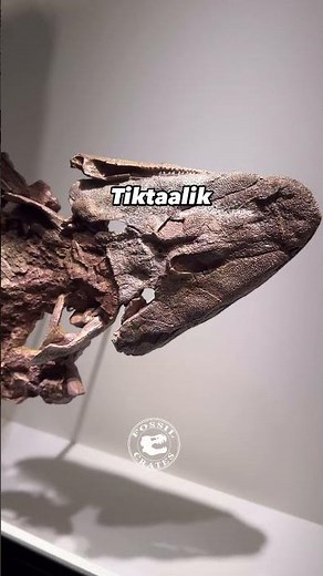 Tiltaalik: One of the Most Important Fossils Ever Discovered