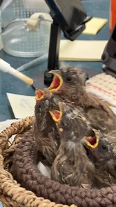 47K views · 1K reactions | It's Spring! Moms of all kinds are looking...