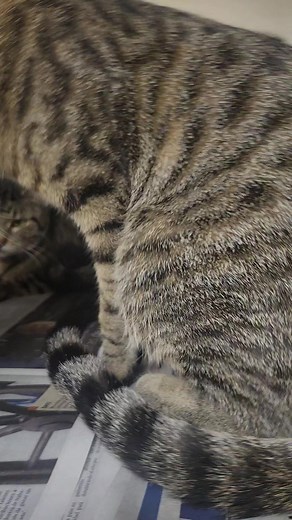 1.5K views · 79 reactions | CESSNA - 290958 Gender & age not yet known CONFISCATE/EVICTION Intake 4/1/25 PIPER - A290960 Gender & age not yet known CONFISCATE/EVICTION Intake 4/1/25 | CACC Cats | Facebook