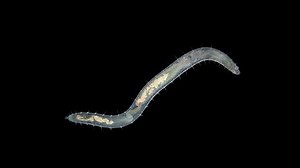 Video Stok Worm Polychaeta Polyophthalmus Sp Under Microscope (100% Tanpa Royalti) 1082394937 | Shutterstock