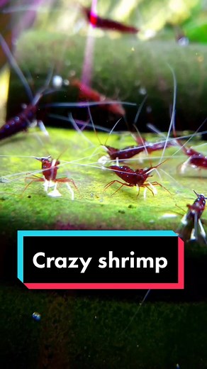 Crazy Shrimp Antics in the Aquarium