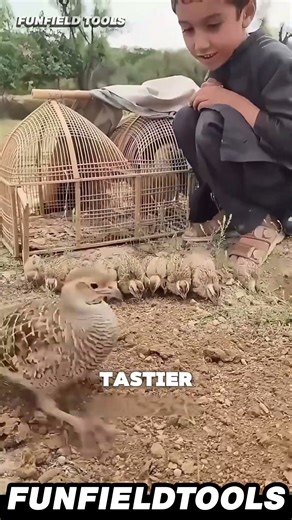 Raising Partridges 🌾 In Open Fields #SmartFarming
