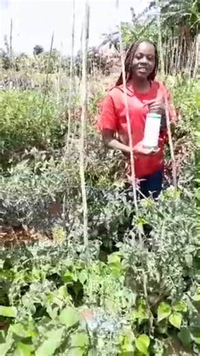959 reactions · 98 comments |  Farming Success from Mr Pomise! The...