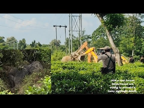 A Mother's Grief: Elephant Clings to Dead Calf as JCB & Forest Dept. Struggle