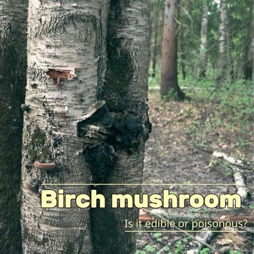 I extract and drink birch mushroom, CHAGA