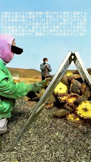 巨大なひまわりの種を金網で一気に脱穀する農作業 #worker #process #agriculture #harvesting #sunflower