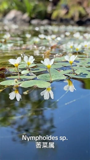 A beautiful Nymphoides species from Northern Territory Australia