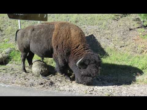Hunting The Buffalo (Native American Melody/Fiddle Tune)