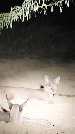 The Rarest Encounter: Two Caracals