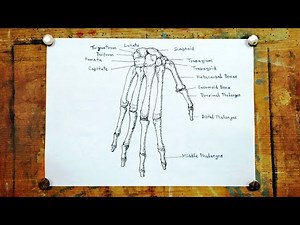 How to Draw Hand Bones || Human Bones Structure Drawing