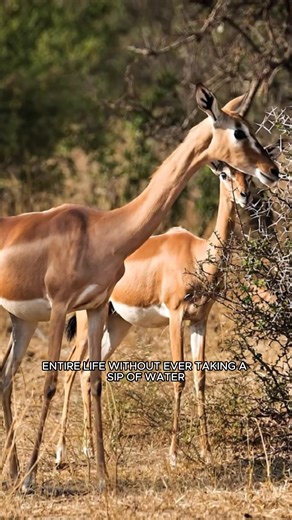 The gerenuk never drinks water—its long “giraffe-neck” helps it feed upright on leaves instead. 🦌 #gerenuk #WeirdNature #animalfacts #natureisamazing #animalworld | Animal World