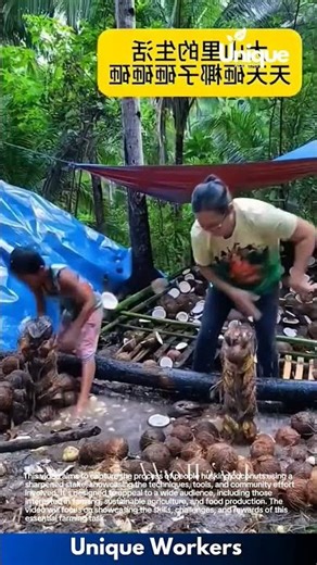 Coconut husking: a traditional method