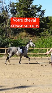 38K views · 90 reactions | Un cheval qui creuse son dos ? Qui...
