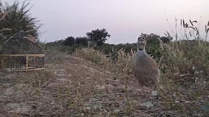 1.9K views · 57 reactions | teetar ka shikar# best hunting Pakistan 2023 new episode# Grey partridge & black francolin in PAKISTAN # Kale teetar ka shikar season 2022-23-24 # grey Francolin for sale Teetar pakshi titur for sale #SMALLEST WARM WATER CREEK DUCK HUNTING EVER#youtubeshorts #teetar #hunting # female | Birds World Point | Facebook