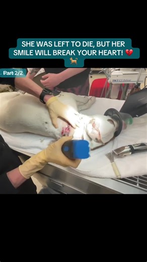 SHE WAS LEFT TO DIE, BUT HER SMILE WILL BREAK YOUR HEART! 💔🐕 P2 #StrayRescue #DogRescue #AnimalCrueltyAwareness #HeartwarmingMoments #MinkaStrong