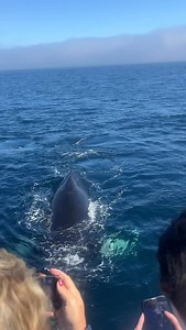 Happy world whale day from the Gatherall’s family and crew 💙🐋 | Gatherall's Puffin Whale Watch