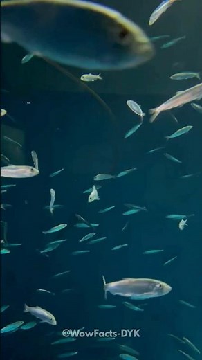 When Fish Fart To Send Messages 🐟💨