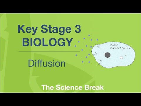 Key Stage 3 Science (Biology) - Diffusion