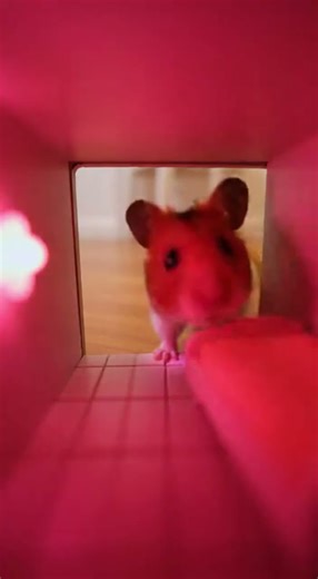 Smart Cat Opens the Door So a Hamster Can Enter Its Cute Pink Room!＃cutepets #萌宠 #귀여운 애완동물 #かわいいペット
