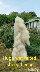 Wet felted sheep fleece Sheared side of fleece is felted (wet felting process) which allows to hold long fibers together #animals #sheep #wool #wetfelting #art #craft #creative #hobby #diy #homemade #natural #nature | Welsh cottage by Zina