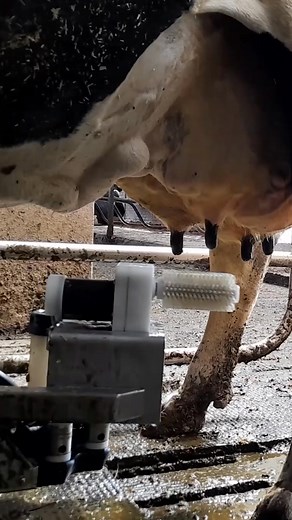 #dairyfarm #dairyfarmers #milkcows #dairy #farmlife #milk #farming #dairyindustry | Um Soriya