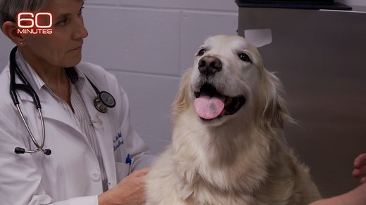 87K views · 3K reactions | When golden retriever Sandy was first diagnosed with bone cancer, her life expectancy with standard care was about a year. That was four years ago. “There’s no sign of cancer?” Anderson Cooper asks veterinarian and researcher Dr. Nicola Mason. https://cbsn.ws/3OKrvMa | 60 Minutes | Facebook