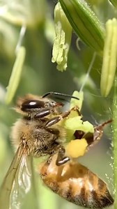 253K views · 8.6K reactions | Corn pollen feeding frenzy!  Corn is typically pollinated by the wind. But these bees are a bit hungry right now as there is not much in flower. So they have been collecting pollen from the grass and the corn in our garden! | Flow Hive | Facebook