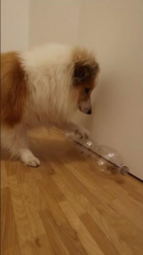 Sheltie Sally macht Denksport #doglife #puppy #pets #sheltie #hund #dogvideos