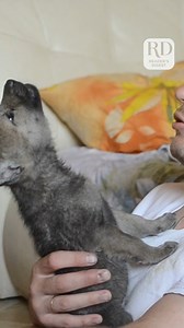 18K views · 337 reactions | Man Teaches Wolf Pup How to Howl! | Reader's Digest | Facebook