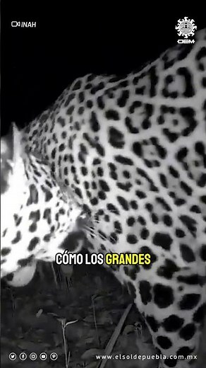 Jaguars captured in the archaeological site of Chichén Itzá