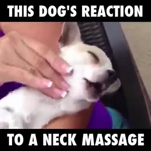 5.7K views · 81 reactions | AnimalBook on Reels | Facebook