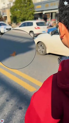 Rescue a sable crossing the road#foryourpage #fyp #animals #Us #rescue | Animals Behavior