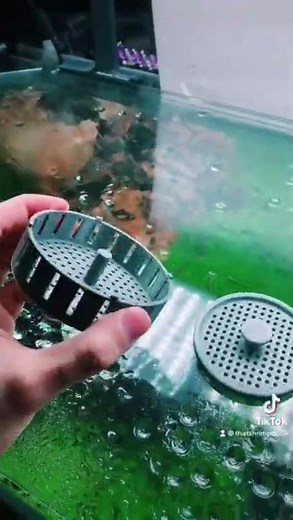DIY Snail Trap (for aquarium snails)