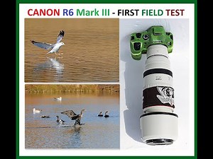 CANON R6 Mark III + RF 100 500mm + 2x Extender - Real World Field Test + Gallery of Birds